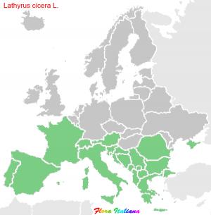 Lathyrus cicera L.